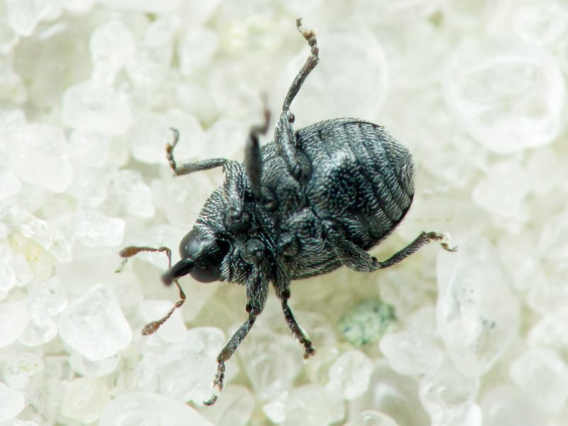 Miarus ajugae (Herbst, 1795)